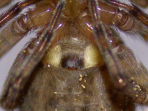 Réf. 335 621 : Amaurobius similis